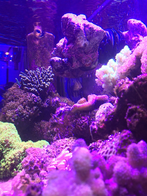 f:id:marine_aqua:20141230140411j:plain f:id:marine_aqua:20141230140411j:plain