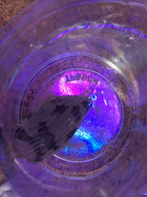 f:id:marine_aqua:20150201174220j:plain f:id:marine_aqua:20150201174220j:plain