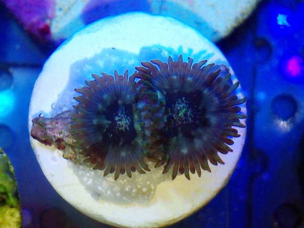 f:id:marine_aqua:20150209211124j:plain f:id:marine_aqua:20150209211124j:plain