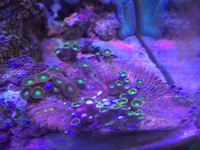 f:id:marine_aqua:20150212202805j:plain f:id:marine_aqua:20150212202805j:plain