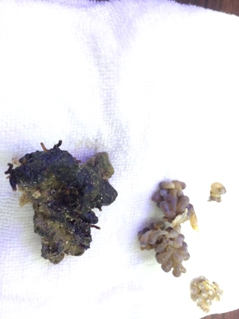 f:id:marine_aqua:20150212203229j:plain f:id:marine_aqua:20150212203229j:plain