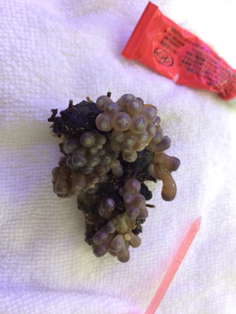 f:id:marine_aqua:20150212203333j:plain f:id:marine_aqua:20150212203333j:plain
