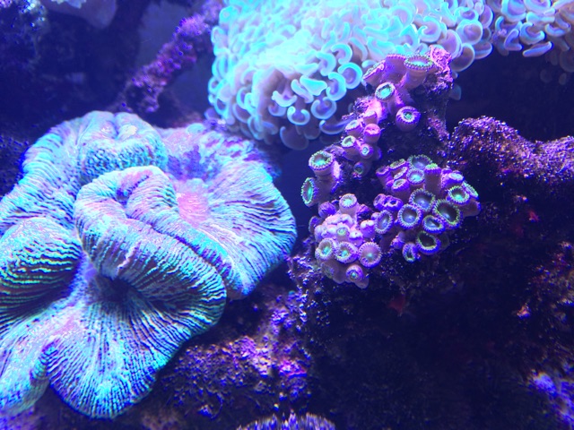 f:id:marine_aqua:20150212203528j:plain f:id:marine_aqua:20150212203528j:plain