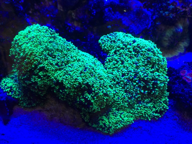 f:id:marine_aqua:20150213204737j:plain f:id:marine_aqua:20150213204737j:plain