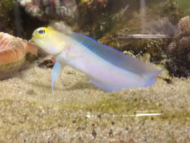 f:id:marine_aqua:20150213210831j:plain f:id:marine_aqua:20150213210831j:plain