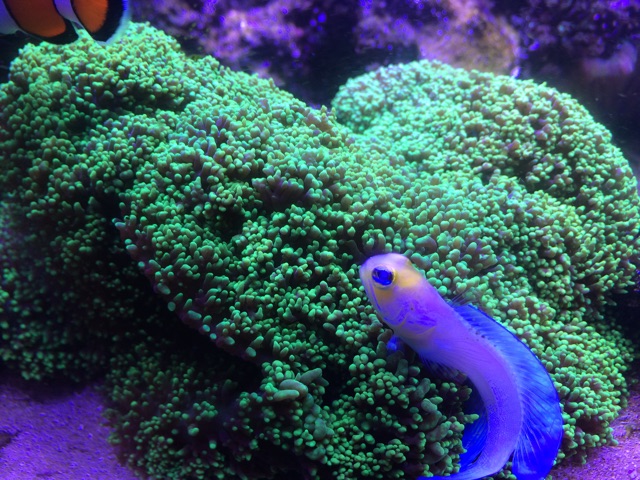 f:id:marine_aqua:20150213211358j:plain f:id:marine_aqua:20150213211358j:plain