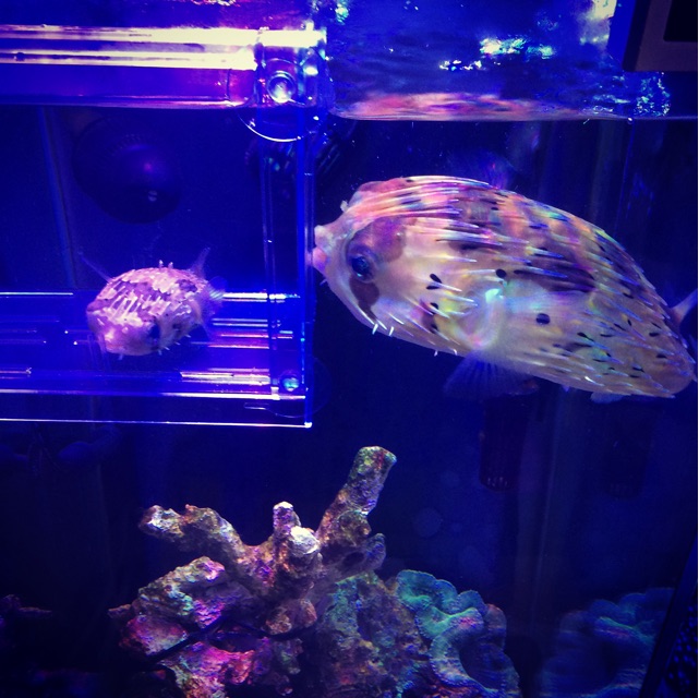 f:id:marine_aqua:20150303200458j:plain f:id:marine_aqua:20150303200458j:plain