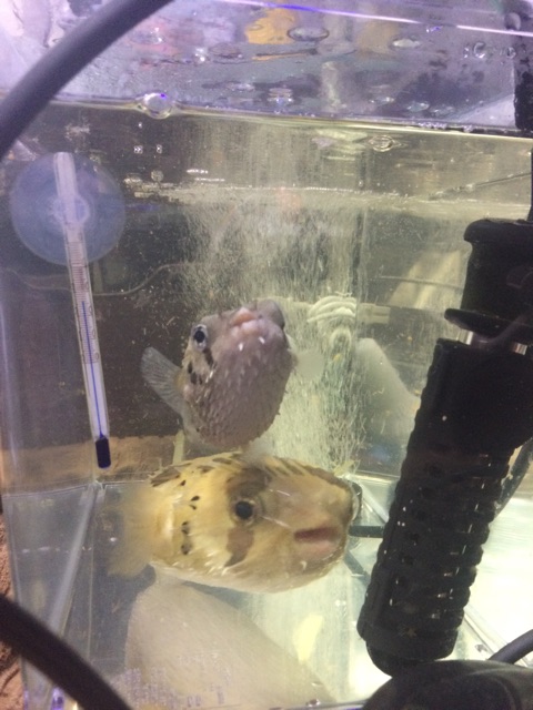 f:id:marine_aqua:20150303201425j:plain f:id:marine_aqua:20150303201425j:plain