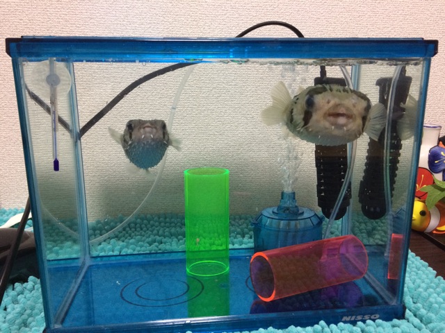 f:id:marine_aqua:20150328174357j:plain f:id:marine_aqua:20150328174357j:plain