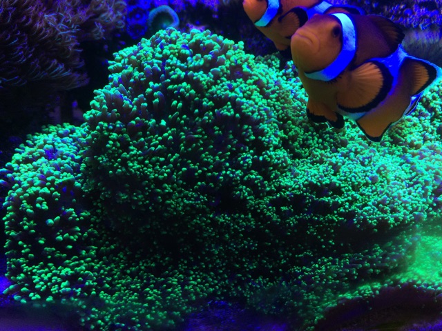 f:id:marine_aqua:20150411154549j:plain f:id:marine_aqua:20150411154549j:plain