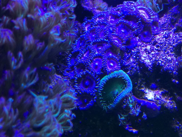 f:id:marine_aqua:20150411154744j:plain f:id:marine_aqua:20150411154744j:plain
