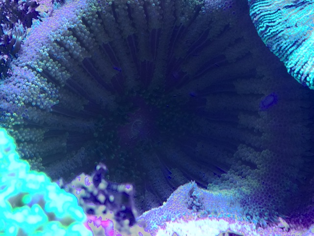 f:id:marine_aqua:20150411154832j:plain f:id:marine_aqua:20150411154832j:plain