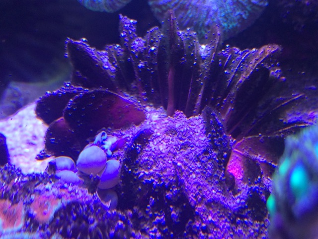 f:id:marine_aqua:20150411155242j:plain f:id:marine_aqua:20150411155242j:plain