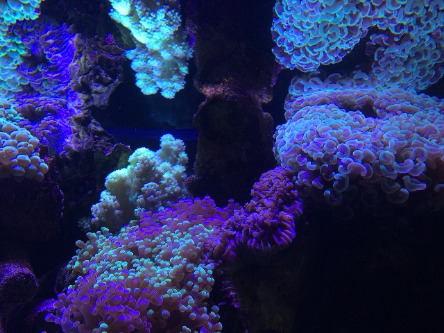 f:id:marine_aqua:20150521195300j:image f:id:marine_aqua:20150521195300j:image