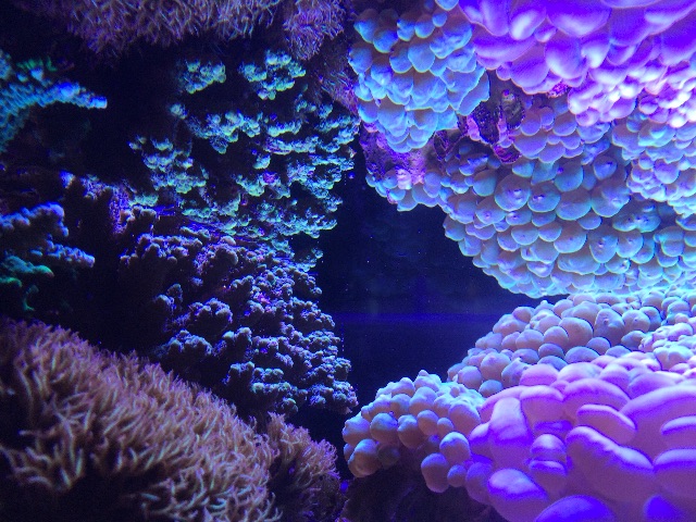 f:id:marine_aqua:20150521195325j:image f:id:marine_aqua:20150521195325j:image