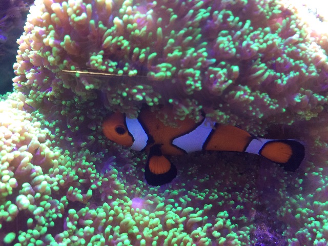 f:id:marine_aqua:20150607164210j:image