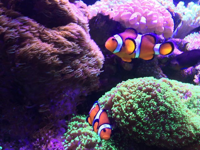 f:id:marine_aqua:20150607164230j:image