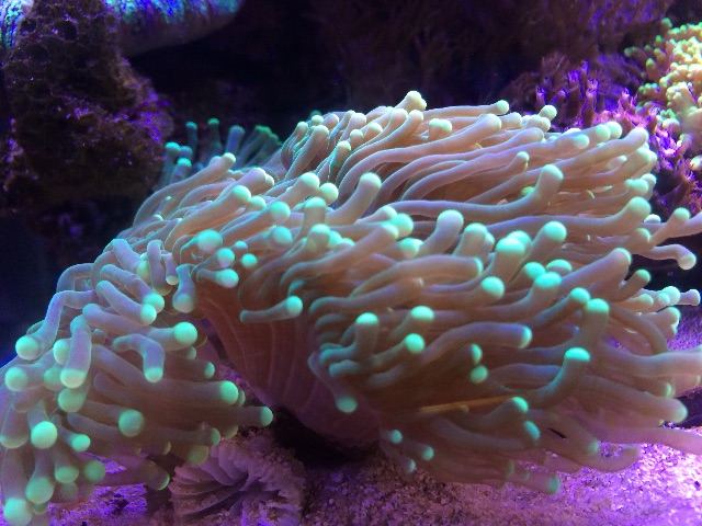 f:id:marine_aqua:20150607164254j:image