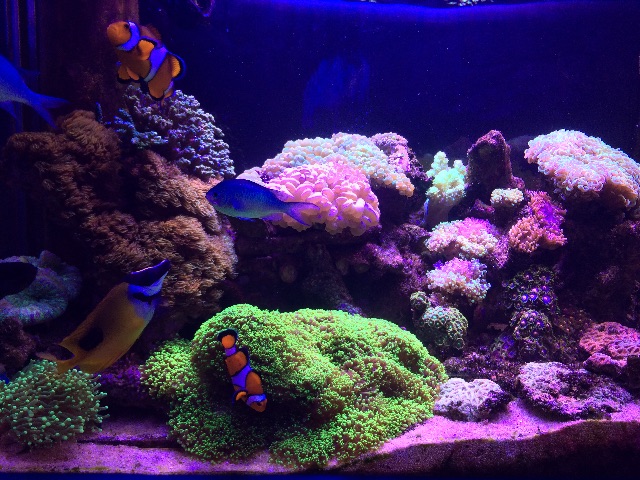 f:id:marine_aqua:20150607164513j:image