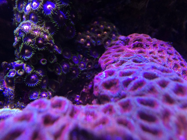 f:id:marine_aqua:20150607164525j:image