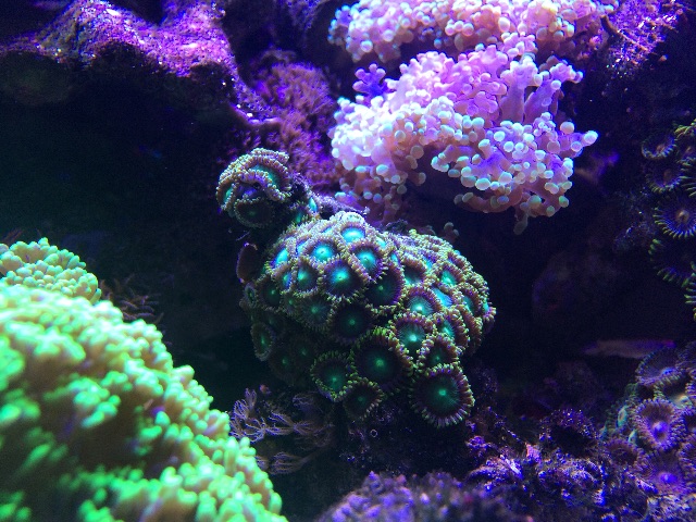 f:id:marine_aqua:20150607164538j:image