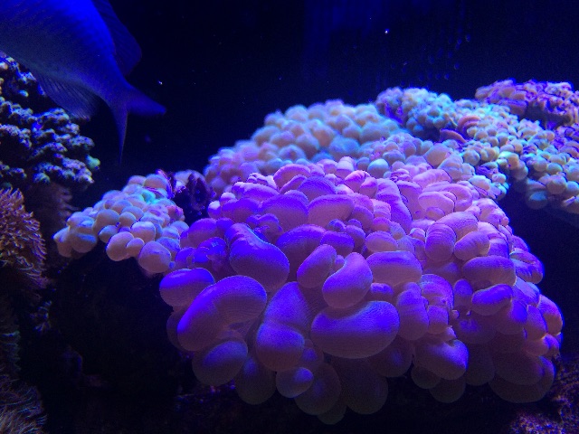 f:id:marine_aqua:20150607164651j:image