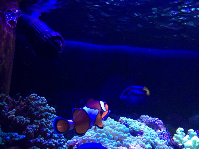 f:id:marine_aqua:20150607165017j:image