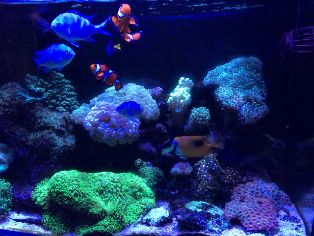 f:id:marine_aqua:20150705181201j:image f:id:marine_aqua:20150705181201j:image