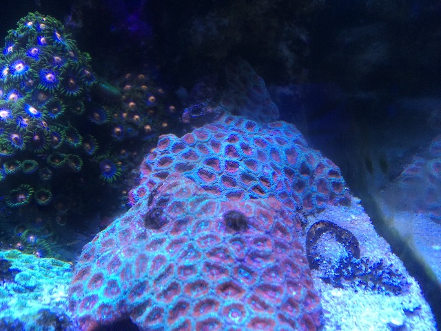f:id:marine_aqua:20150705181416j:image f:id:marine_aqua:20150705181416j:image