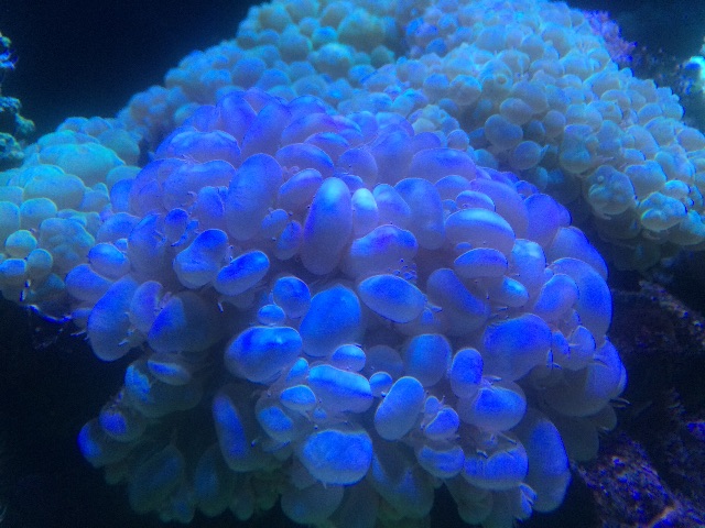 f:id:marine_aqua:20150705181641j:image f:id:marine_aqua:20150705181641j:image