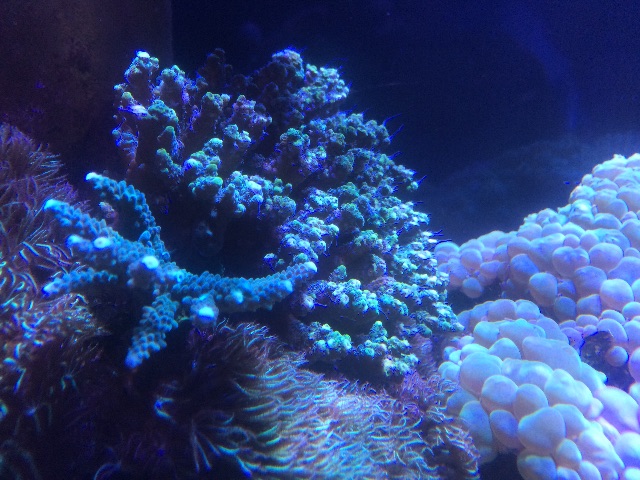 f:id:marine_aqua:20150705181956j:image f:id:marine_aqua:20150705181956j:image