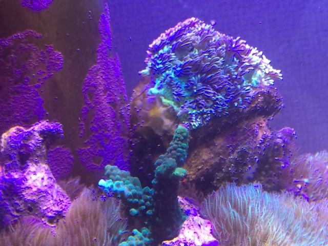 f:id:marine_aqua:20150705182437j:image f:id:marine_aqua:20150705182437j:image