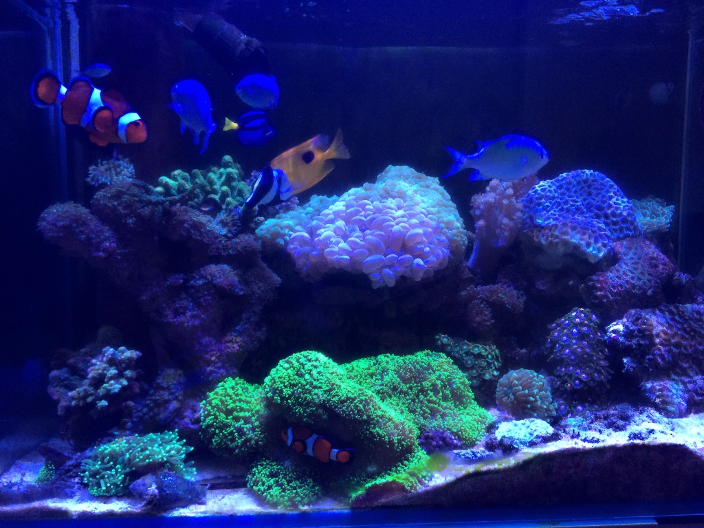 f:id:marine_aqua:20150906161046j:image f:id:marine_aqua:20150906161046j:image