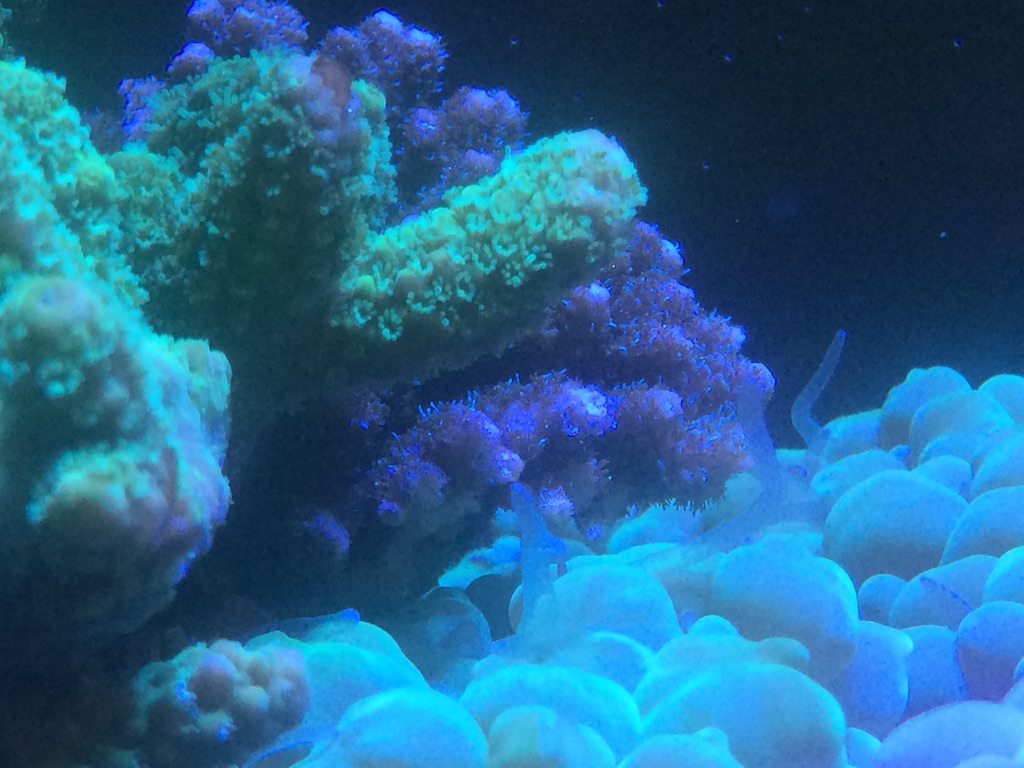 f:id:marine_aqua:20150906161608j:image f:id:marine_aqua:20150906161608j:image