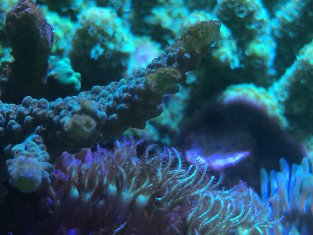 f:id:marine_aqua:20150906161816j:image f:id:marine_aqua:20150906161816j:image