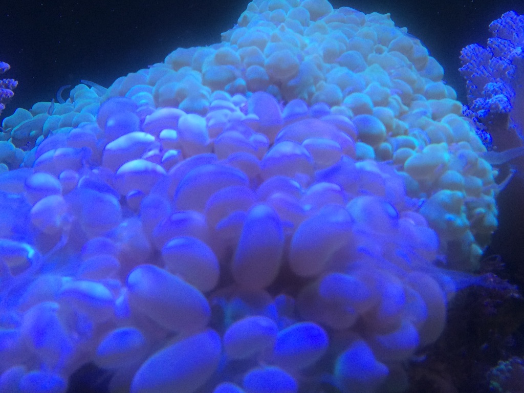 f:id:marine_aqua:20150906161917j:image f:id:marine_aqua:20150906161917j:image
