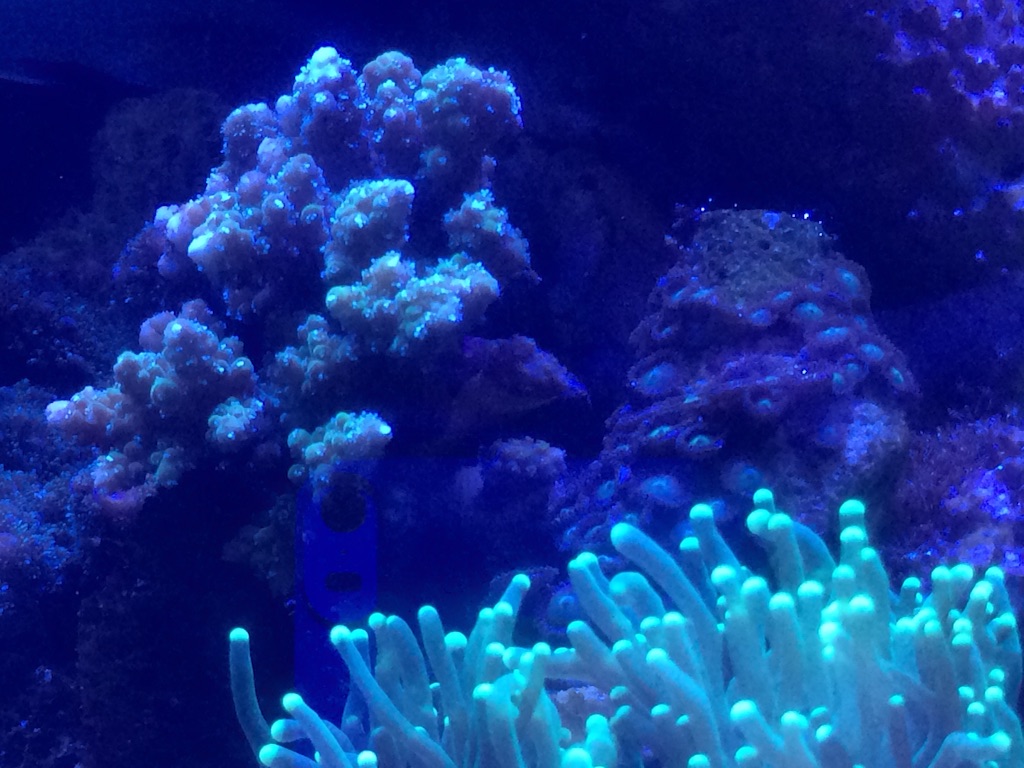 f:id:marine_aqua:20150906161942j:image f:id:marine_aqua:20150906161942j:image