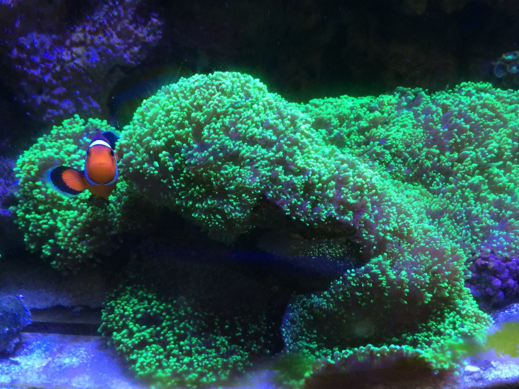 f:id:marine_aqua:20150906162101j:image f:id:marine_aqua:20150906162101j:image