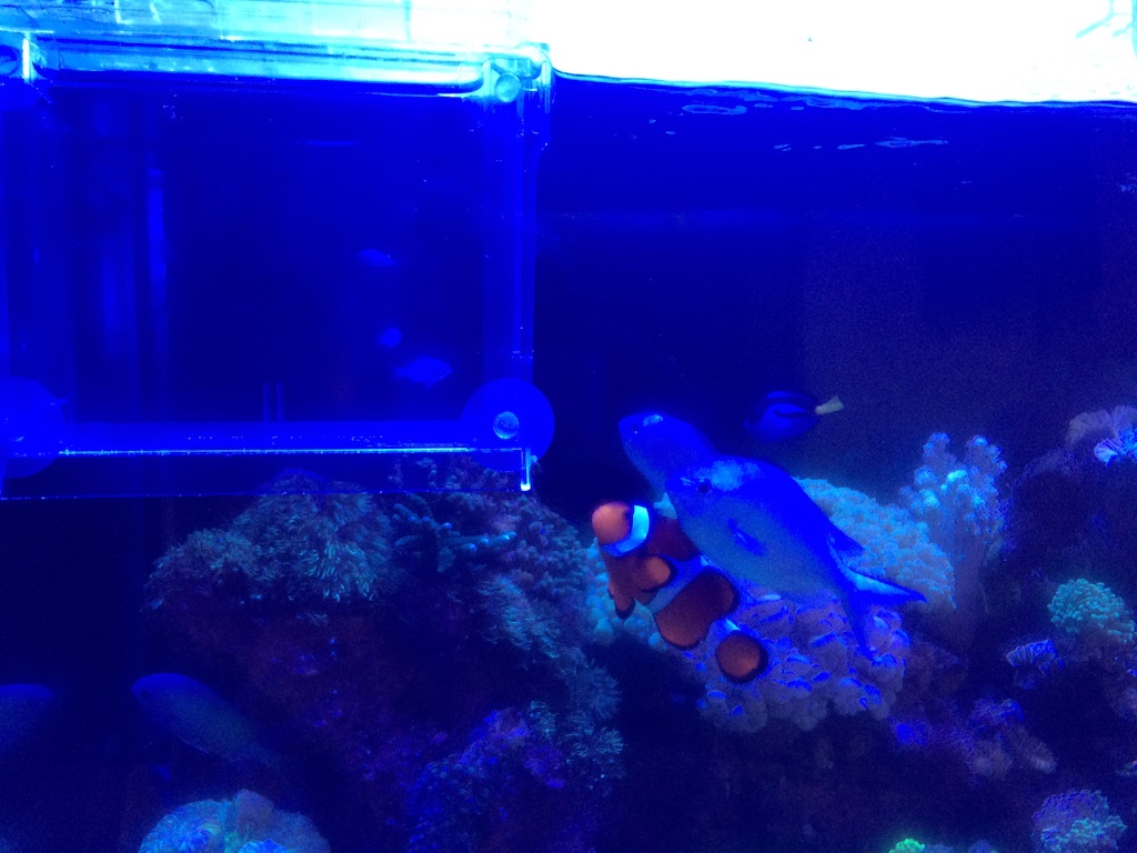 f:id:marine_aqua:20150906163025j:image f:id:marine_aqua:20150906163025j:image