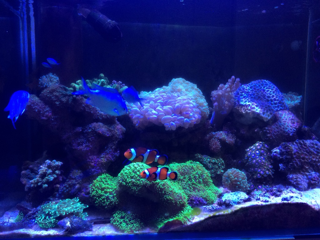 f:id:marine_aqua:20150906163742j:image f:id:marine_aqua:20150906163742j:image