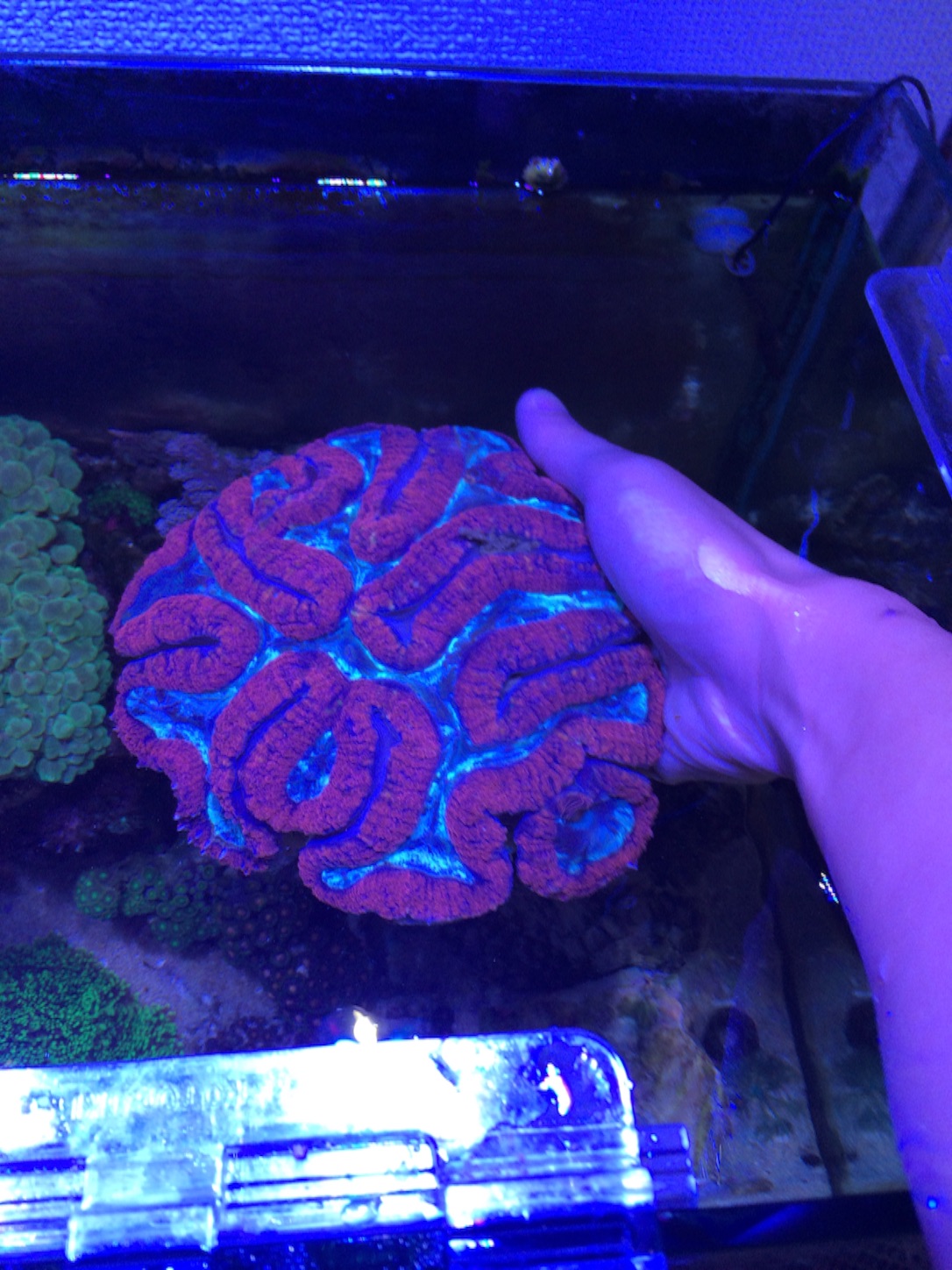 f:id:marine_aqua:20151023193707j:image f:id:marine_aqua:20151023193707j:image