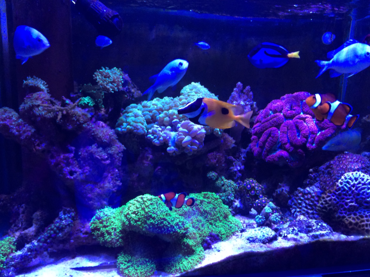 f:id:marine_aqua:20151023194747j:image f:id:marine_aqua:20151023194747j:image