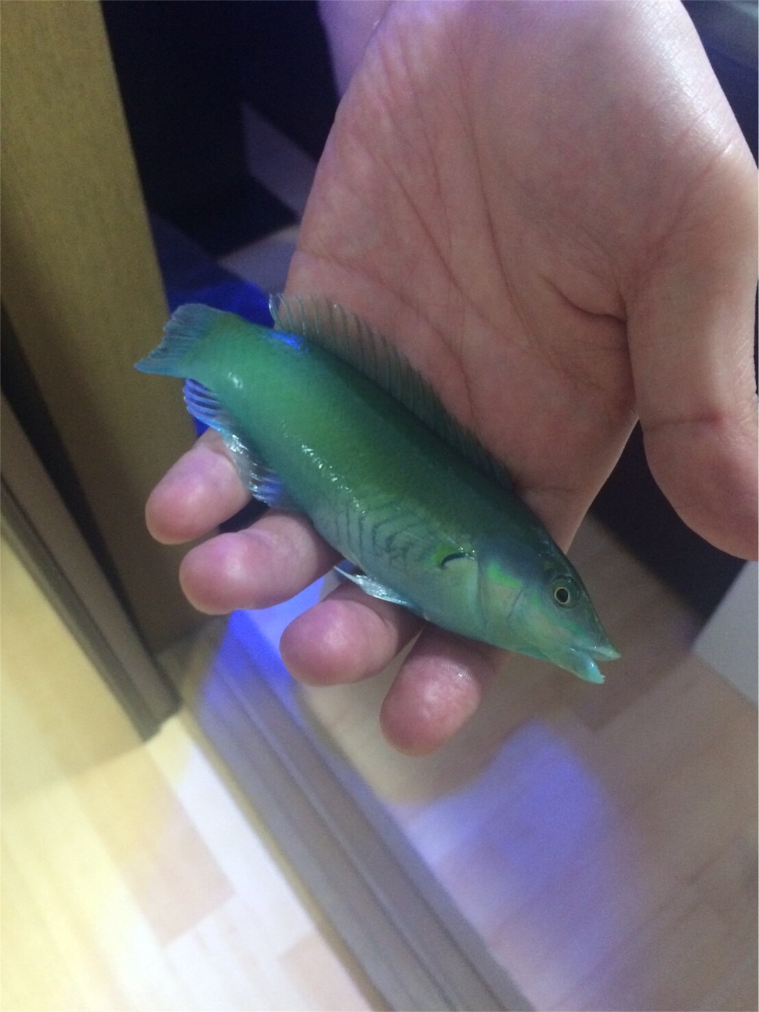 f:id:marine_aqua:20160522165239j:image f:id:marine_aqua:20160522165239j:image