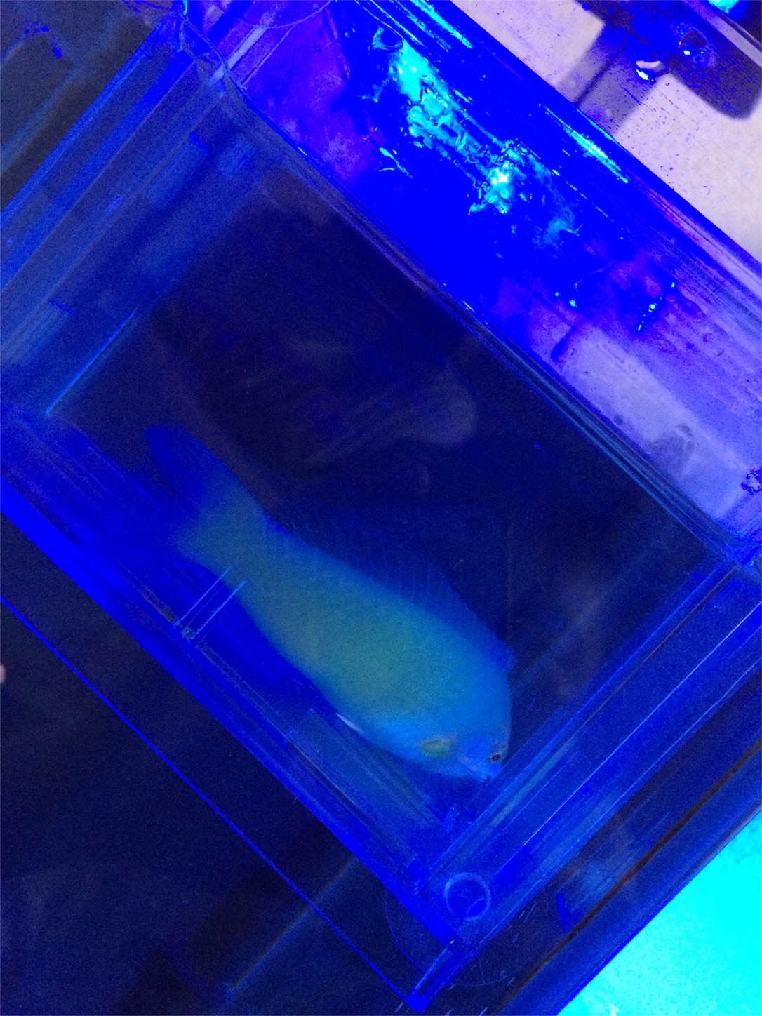 f:id:marine_aqua:20160522165553j:image f:id:marine_aqua:20160522165553j:image