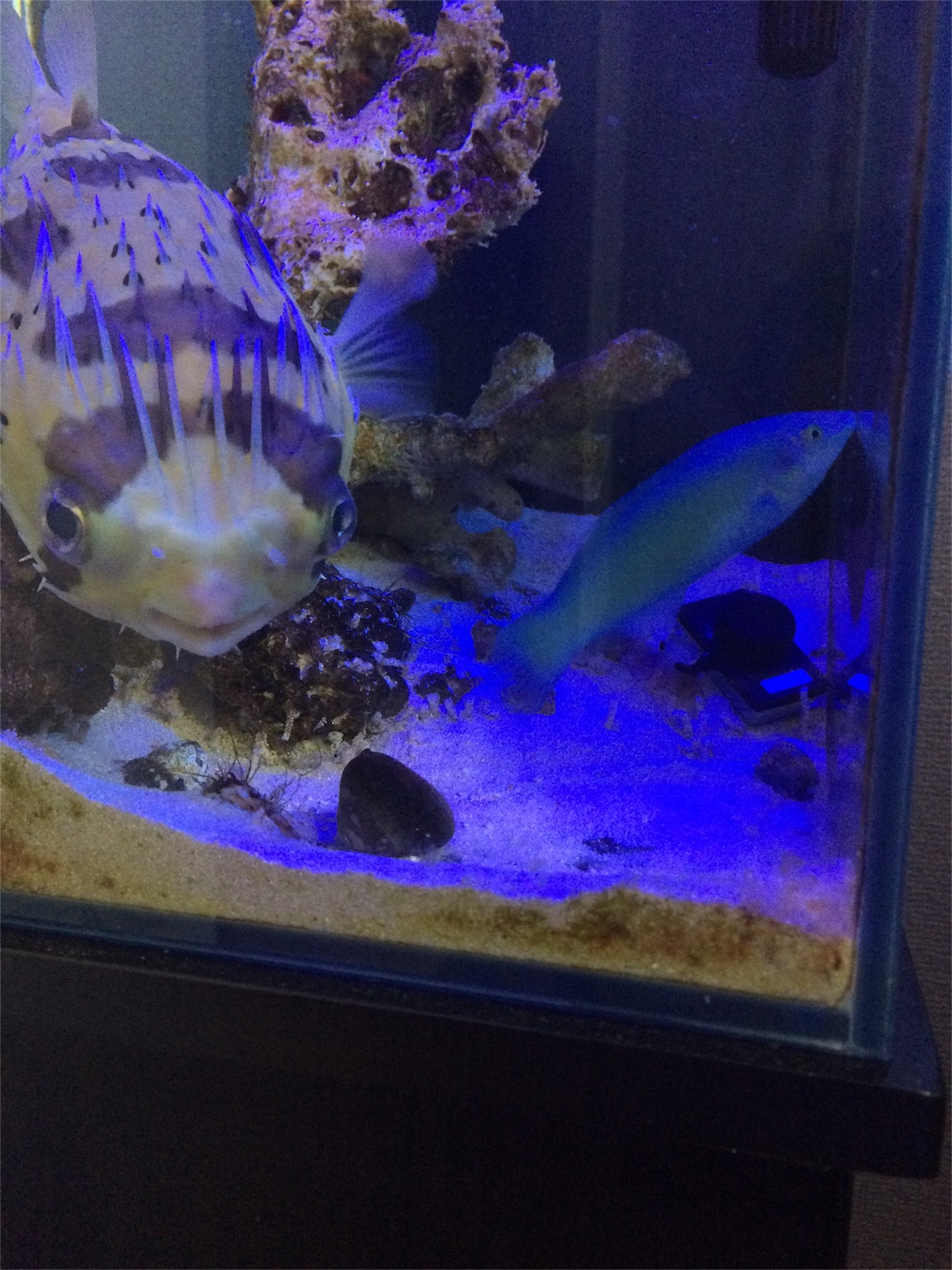 f:id:marine_aqua:20160522165714j:image f:id:marine_aqua:20160522165714j:image