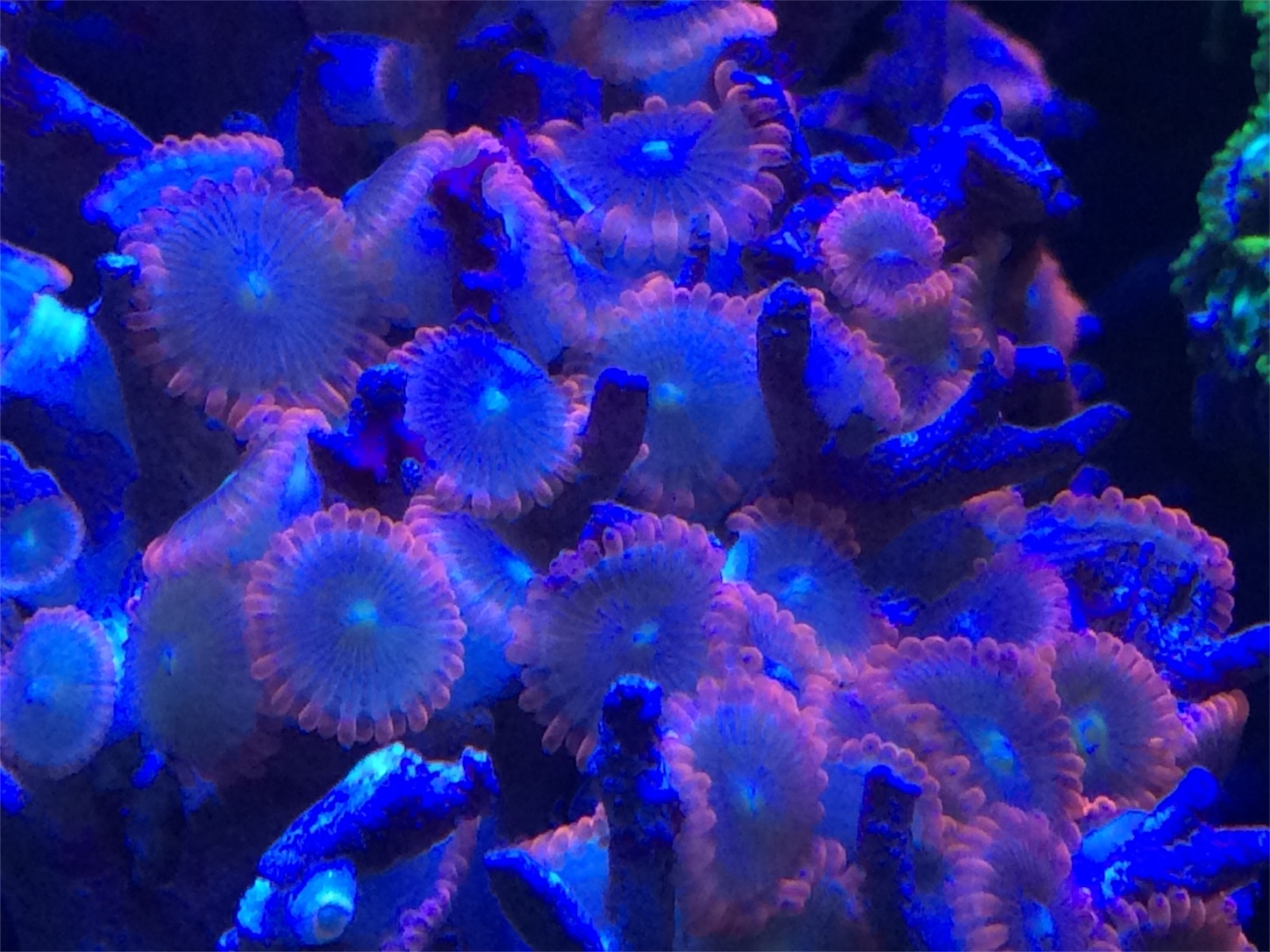 f:id:marine_aqua:20160522170526j:image f:id:marine_aqua:20160522170526j:image
