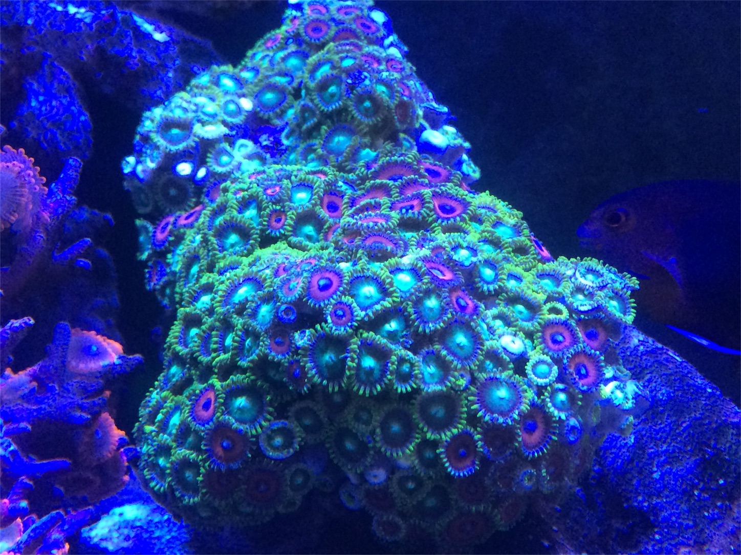 f:id:marine_aqua:20160522170550j:image f:id:marine_aqua:20160522170550j:image