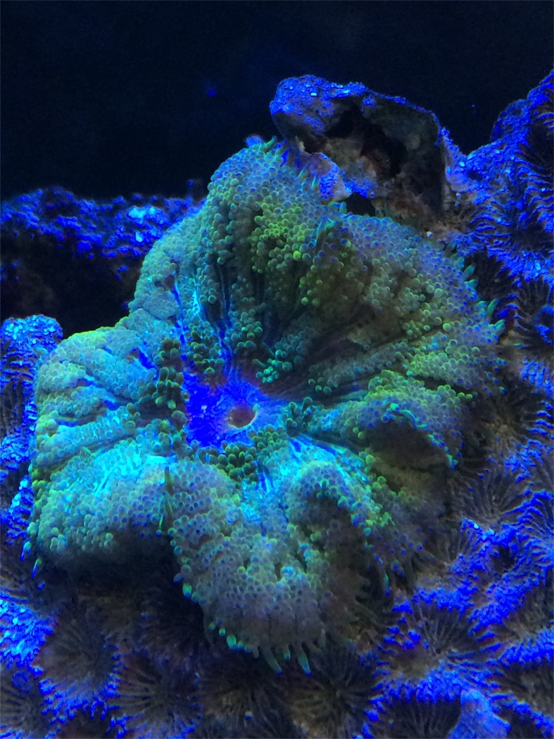 f:id:marine_aqua:20160522170703j:image f:id:marine_aqua:20160522170703j:image