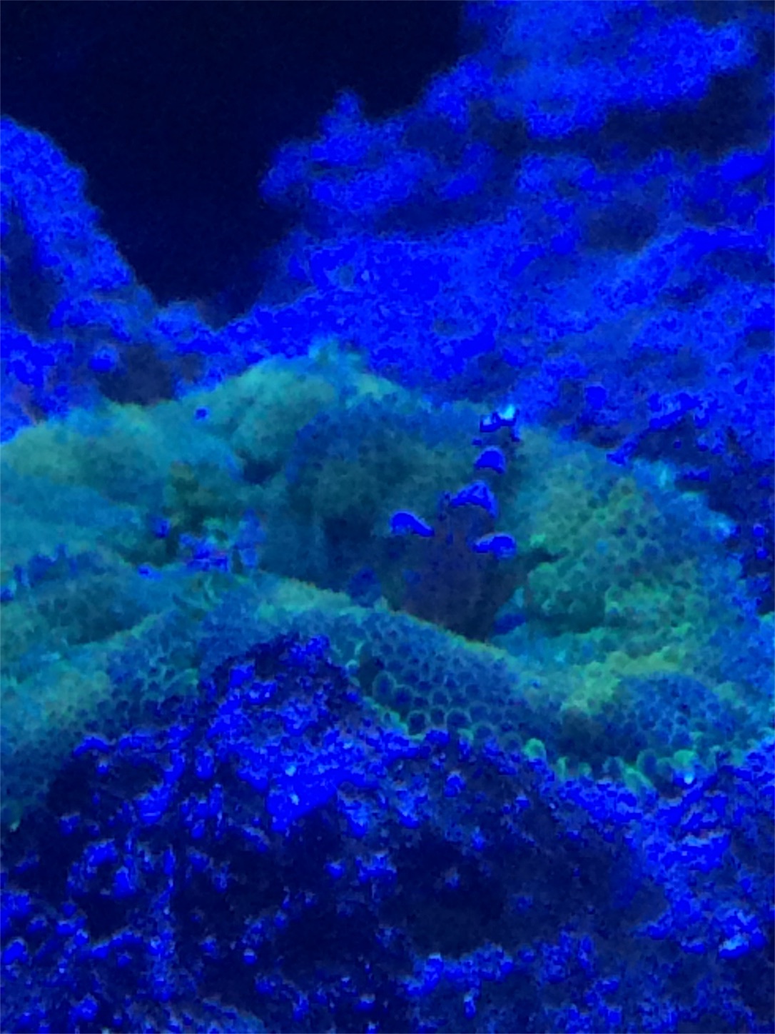 f:id:marine_aqua:20160522170924j:image f:id:marine_aqua:20160522170924j:image