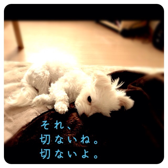 f:id:maroharu16:20150522211322j:plain f:id:maroharu16:20150522211322j:plain